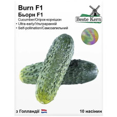 Огірок Бьорн F1 10шт Beste Kern